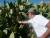 Au milieu des cactus, Papi fait la cueillette des figues